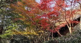 Se smukke efterårsfarver i hele Japan