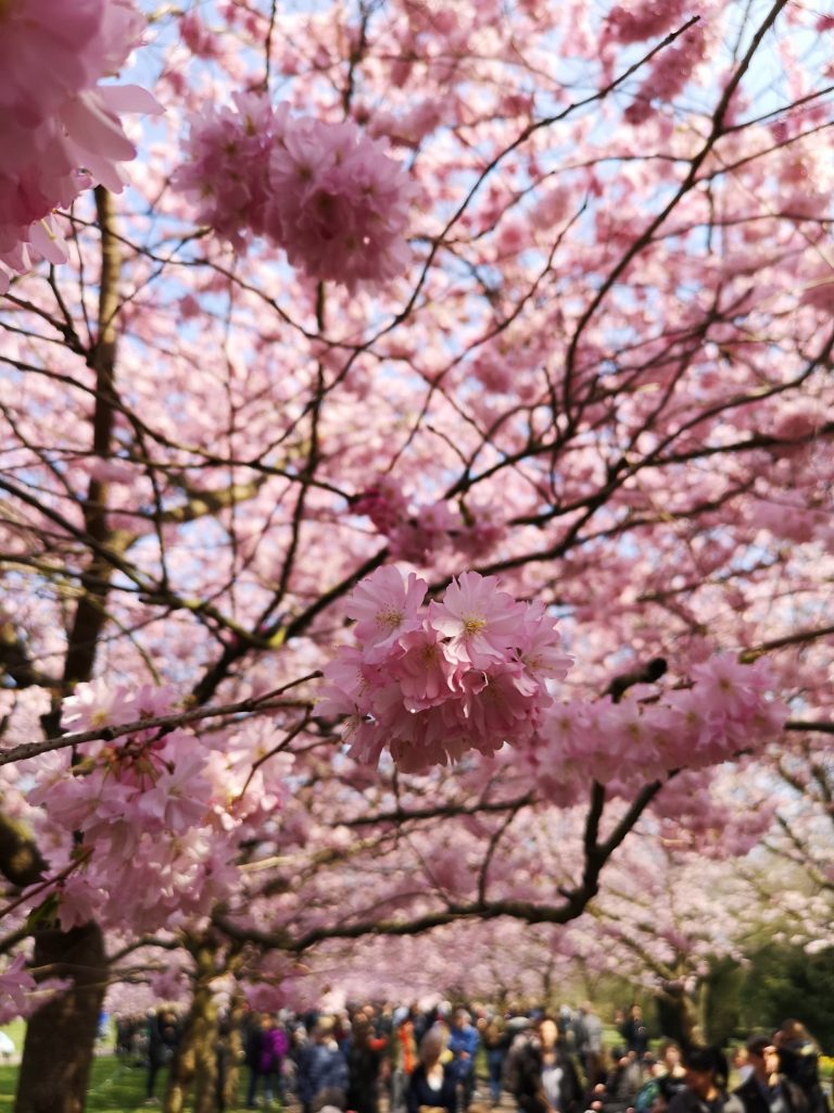 Cherry blossom copenhagen