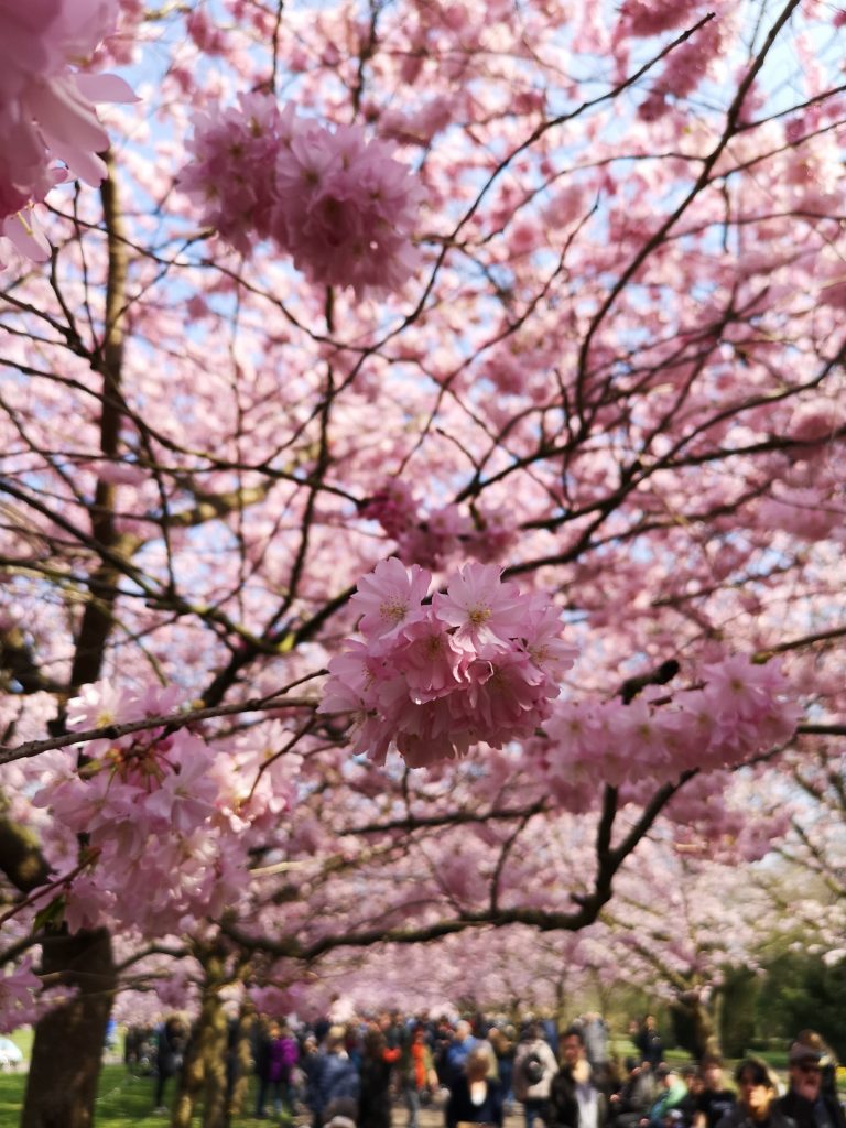 Cherry blossom copenhagen