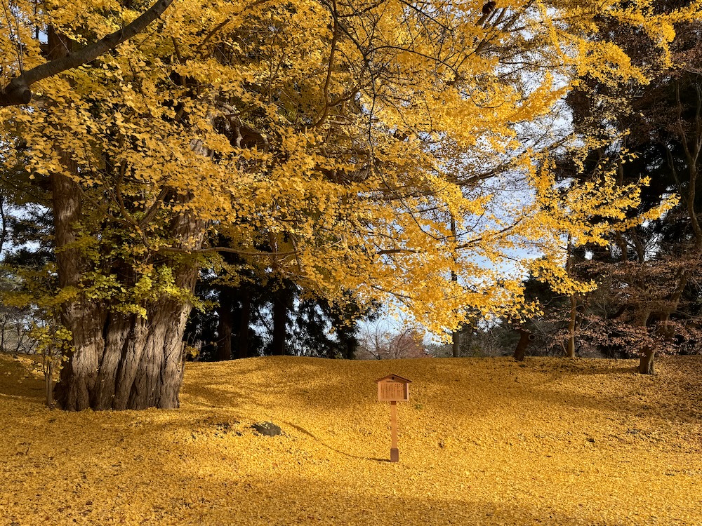Hirosaki efterår Hirosaki efterår